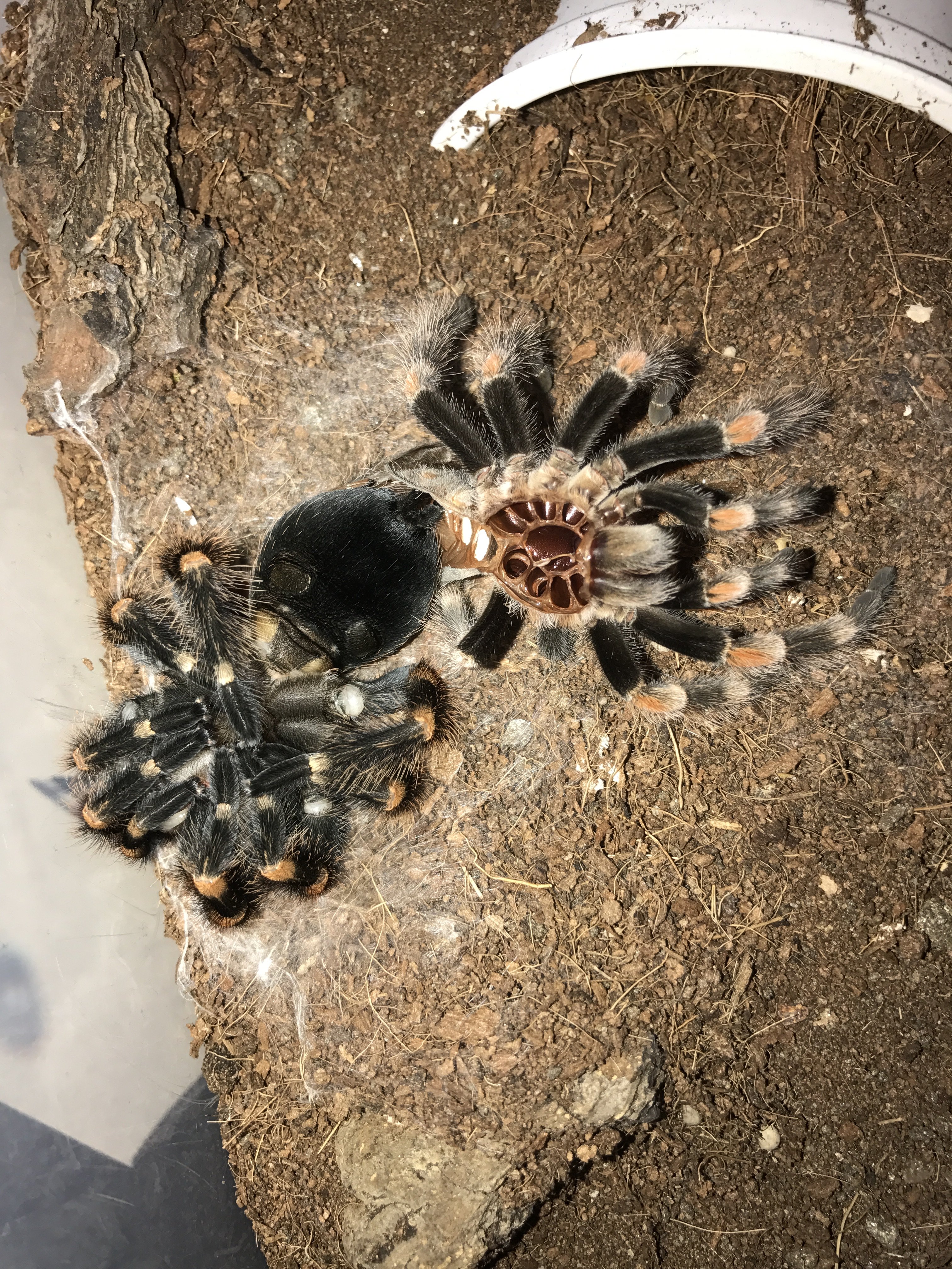 B smithi after molting