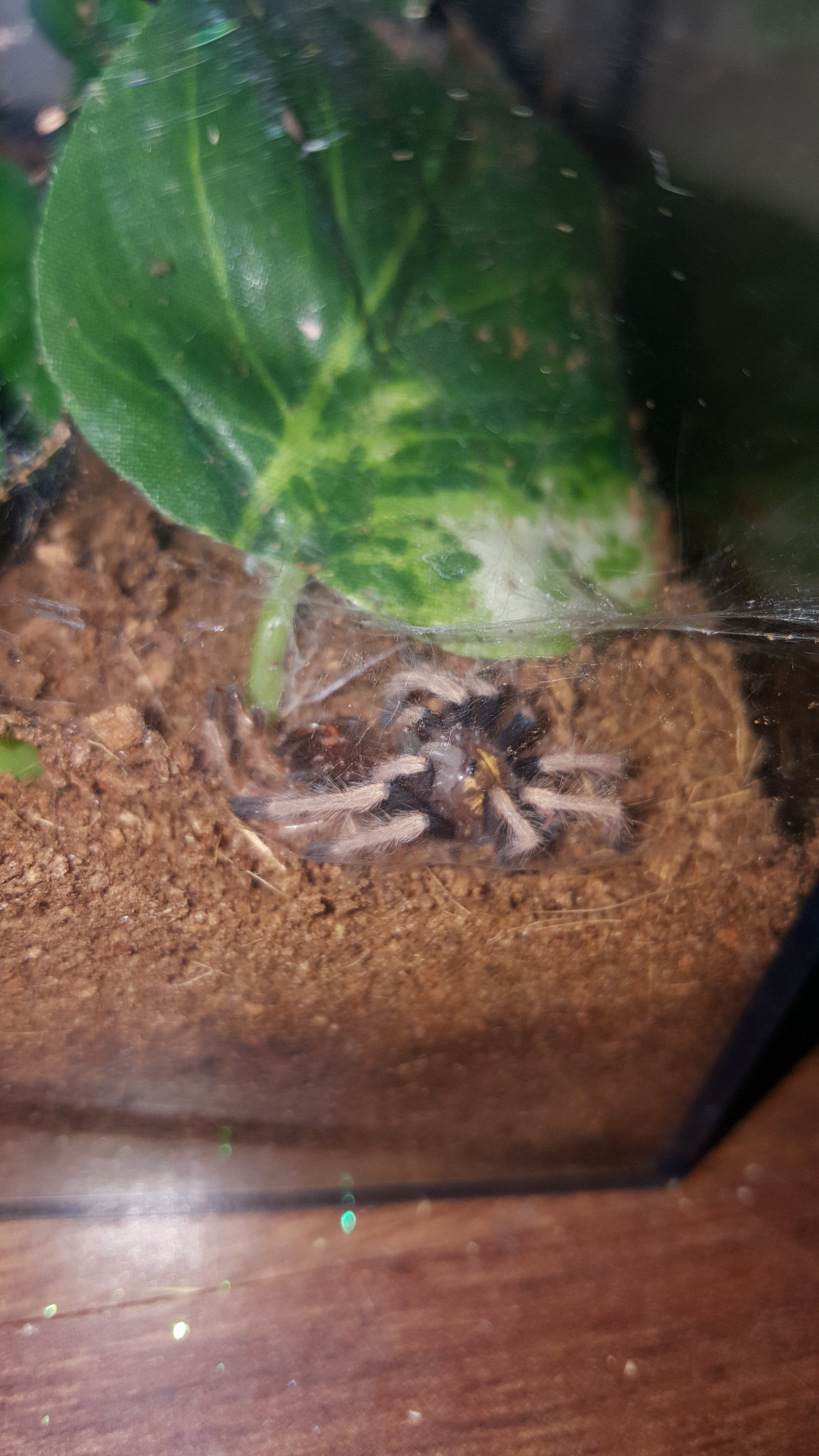 Fresh from the molt