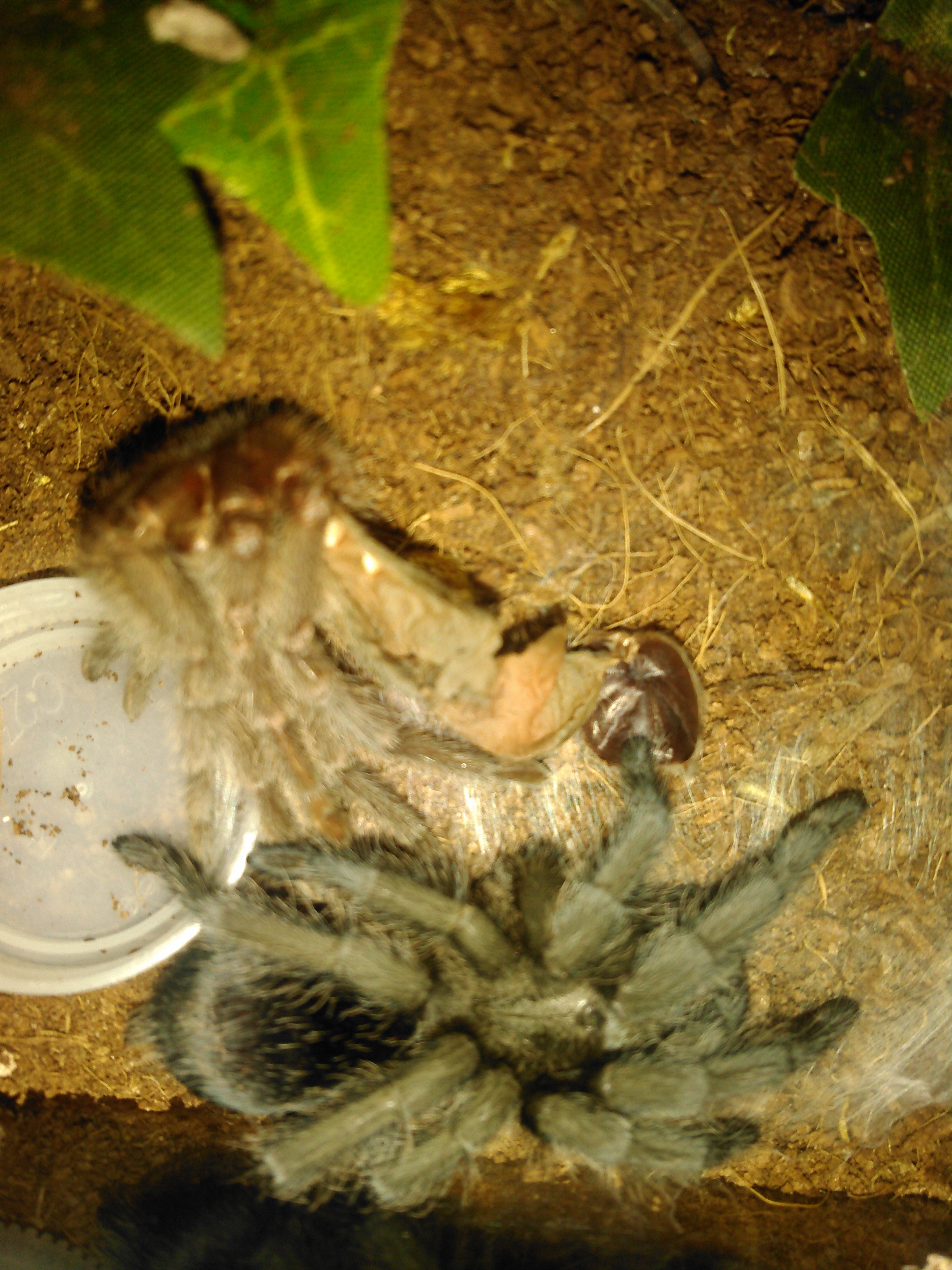 G.pulchra molted, its a girl!!!