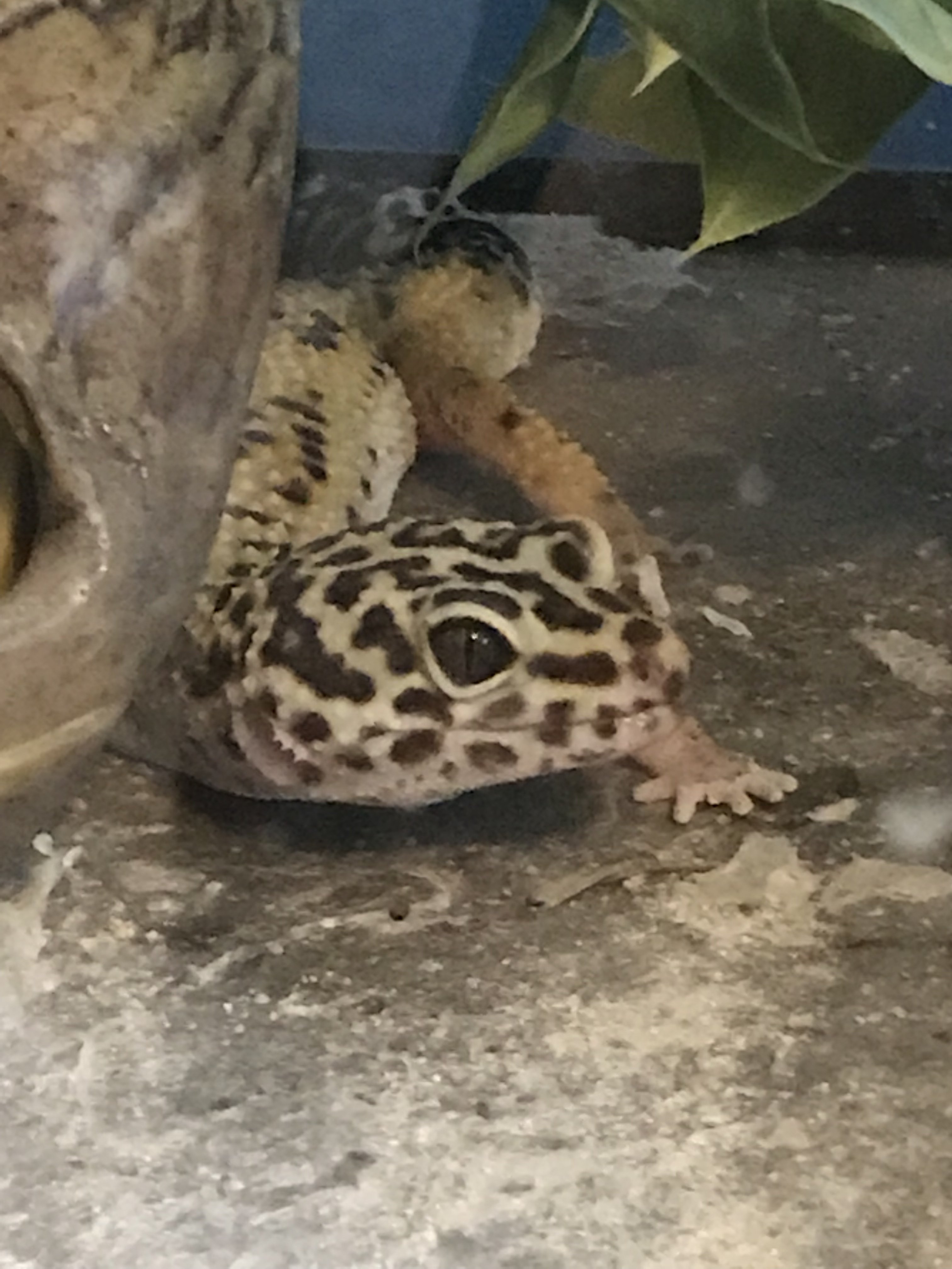 Kaymon the Leopard Gecko