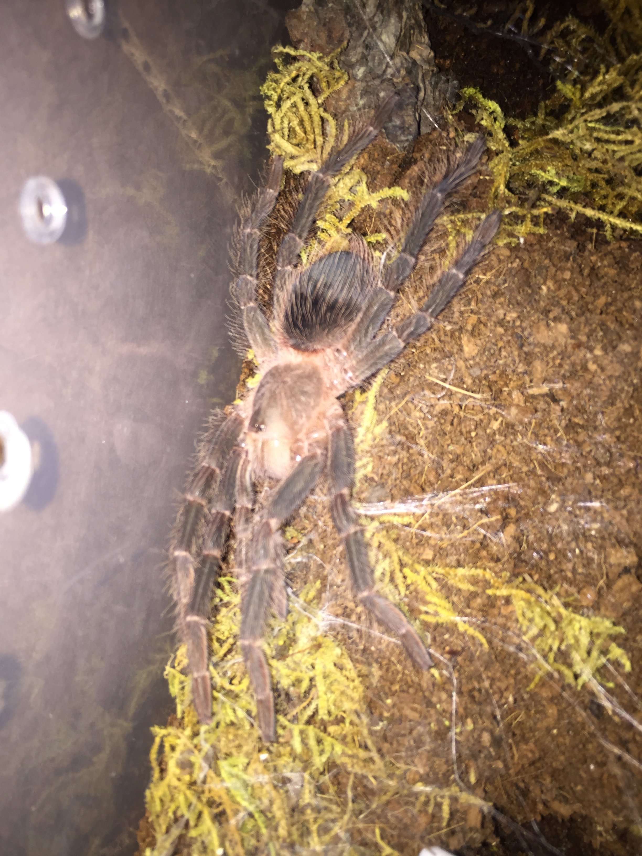 LP stretching it's spaghetti legs after molt.