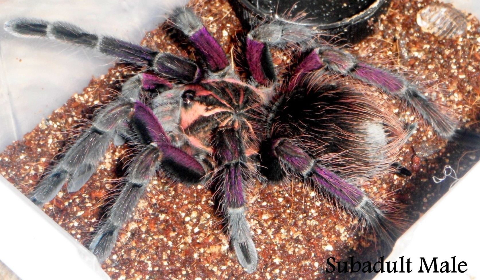 Pamphobeteus sp. “south Ecuador type II