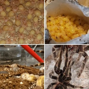 Arachnoclown's breeding and eggsacks
