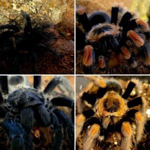 Arachnoclowns Male tarantulas