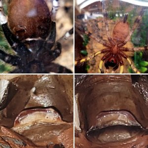 Arachnoclowns sexing tarantulas
