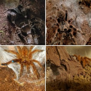 Arachnoclowns Fossorial spiders