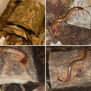 Arachnoclowns centipedes and scorpions