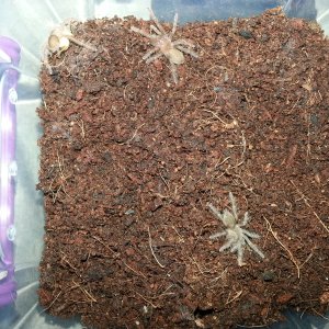 Hysterocrates Gigas Rusty Red Baboon Spider (Communal of 5)