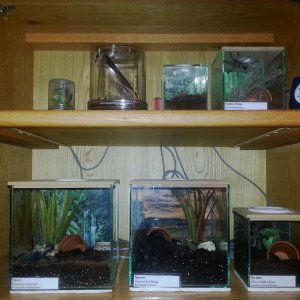 Our Tarantula enclosures