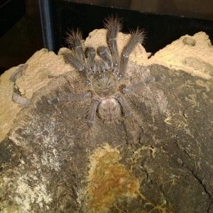 My Lampropelma Violaceopes