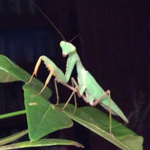 African lined mantid