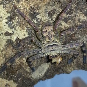 Cameroon Crab Spider (Barylestis scutatus) Large Juvenile