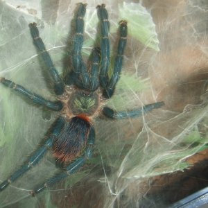 O. diamantinensis - Culli newly moulted