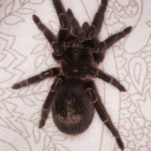 Grammostola Pulchripes (Chaco Gold-knee)