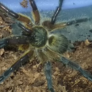 H. Pulchripes has just molted
