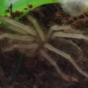 Another Molt....