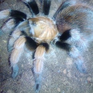 Aphonopelma sp. "new river"