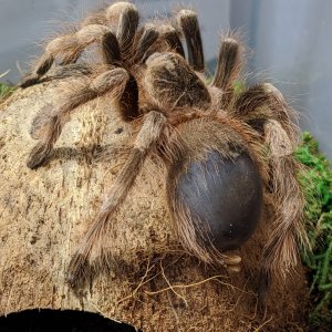Somebody is gonna molt soon