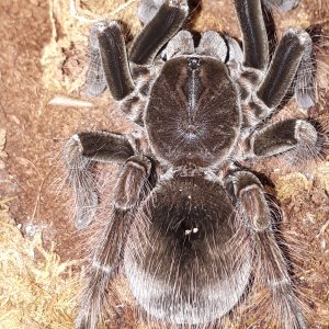 pamphobeteus vespertinus | Tarantula Forum