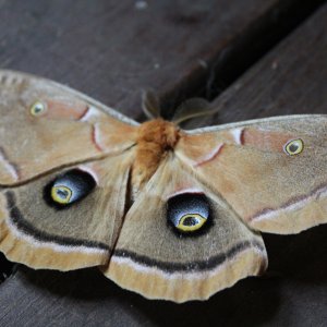 Really Cool Moth