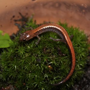 Eastern Red Back Salamander.