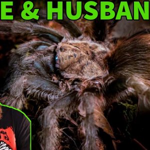 How To Care For the Texas Brown Tarantula (Aphonopelma hentzi) Husbandry