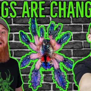 The Tarantula Hobby Is CHANGING! For BETTER & WORSE