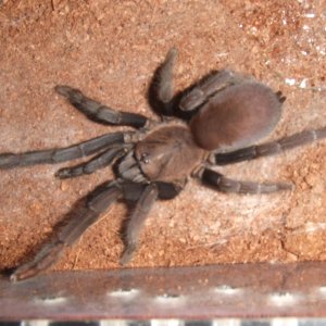 Orphnaecus sp negros - Bago