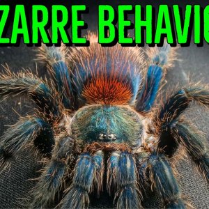 Top 10 WEIRD Tarantula Behaviors YOU Shouldn't Worry About!
