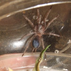 Pseudhapalopus sp. Blue - Neiva