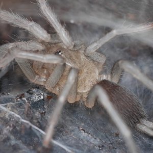 O philippinus after molt