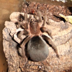 Crypsidromus sp. boquete - Chiriqui