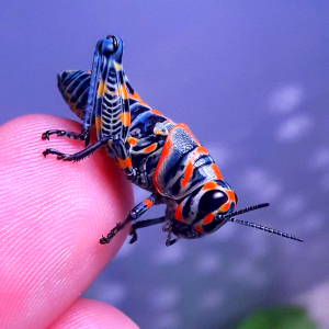 Rainbow grasshopper nymph