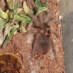 Phormictopus auratus - Jiqui
