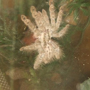 Heteroscodra maculata - Akan