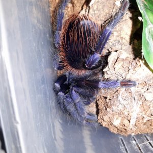 Pterinopelma sazimai - Brazilian Blue Tarantula