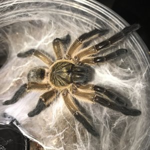 H. pulchripes freshly molted