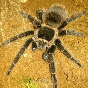 C.marshalli | Tarantula Forum