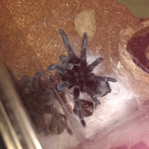 G Pulchra after molting
