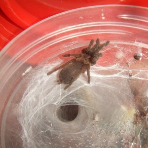 Dolichothele exilis - Orinoco | Tarantula Forum