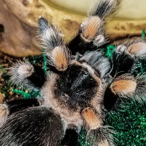 Meet my newest tarantula