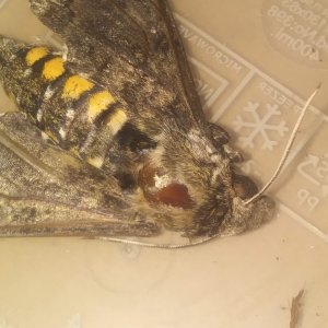 Euthanized Moth