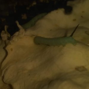 Hornworms are doing well
