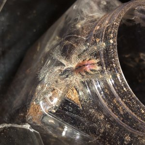 avicularia juruensis Rehouse and update