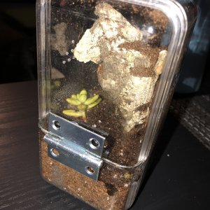 avicularia juruensis Rehouse and update