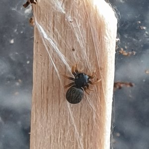 Baby Regal Jumping spider