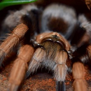 Turn that frown upside down! What a face!! Aphonopelma chalcodes