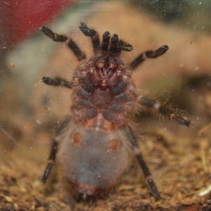 G. pulchripes ventral sexing
