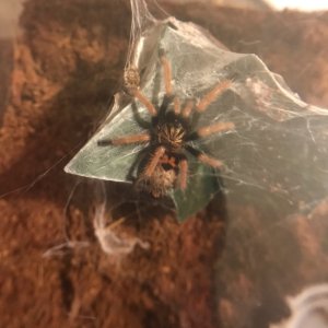 My gbb just  hanging out...