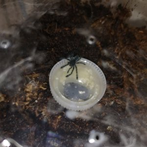 Spider soup